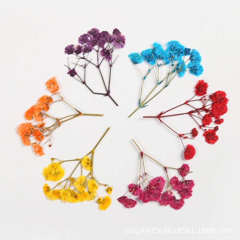 Gypsophila Gypsophila Dried Flower Embossed Flower Plant Specimen diy Gum Drops Handmade Material Children's Handmade Bookmark Greeting Card