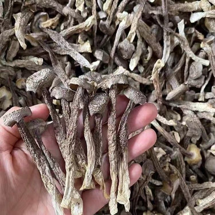 Deer Antler Mushroom Dry Goods 30g Mushroom Soup Bag Mushroom Soup Bag Shake Fast Same Style Manufacturer Wholesale Delivery