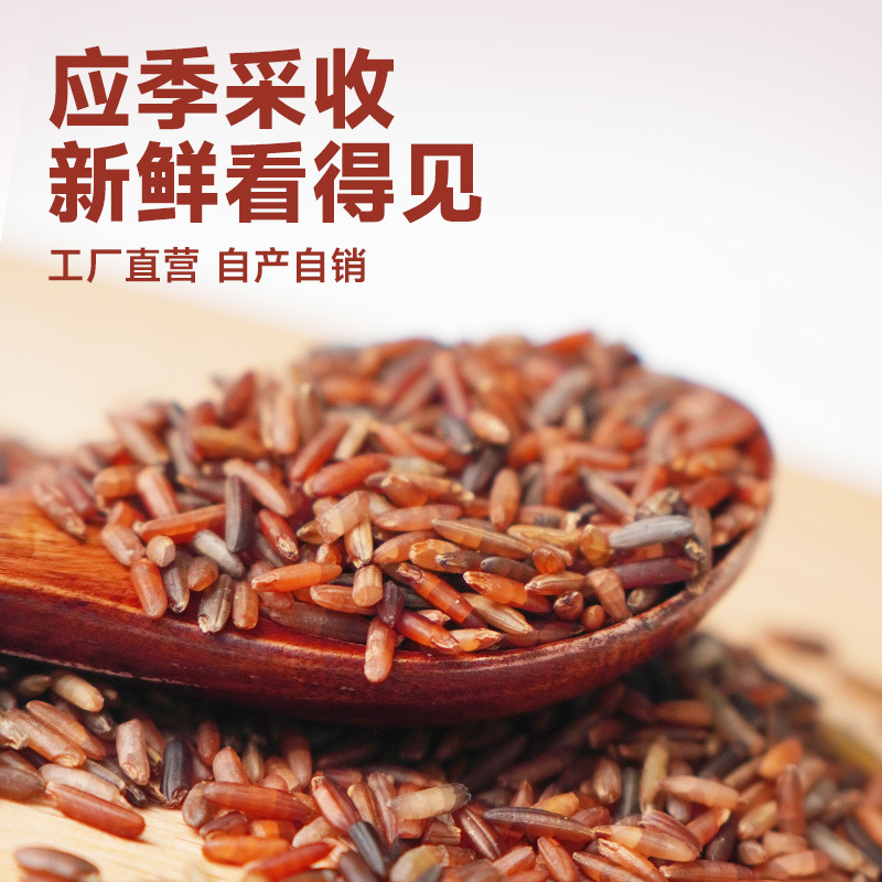 Sprouted Red Rice Germ Rice Whole Grains Sprouted Grains Brown Rice Black Rice Three-Color Rice Coarse Grains Can Be Processed into Powder