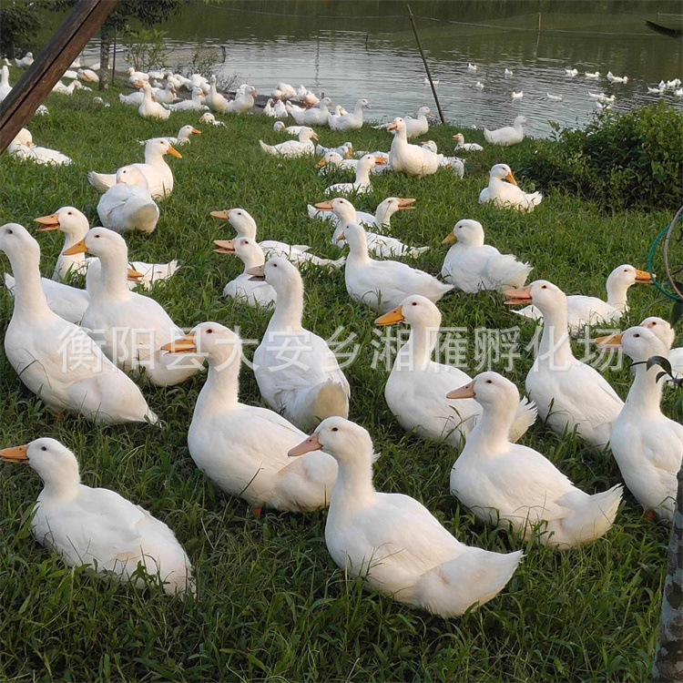 One Day Out of the Shell Cherry Valley Duck Seedlings, White-Feathered Ducks, Beijing Roast Duck, Large-Scale Fast-Type Wholesale Duck Seedlings Live Animals
