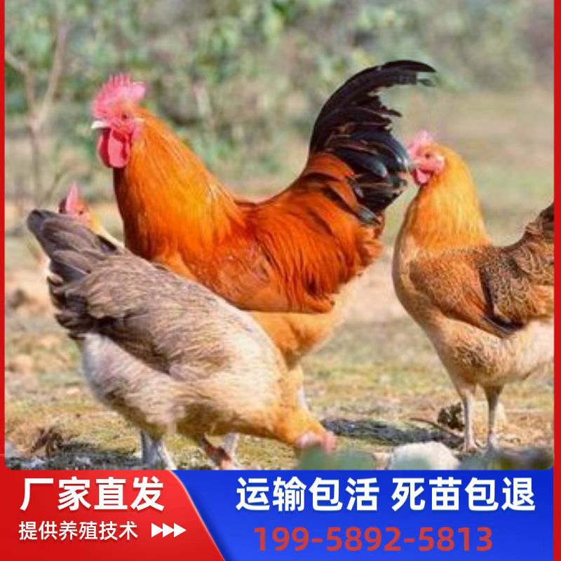 Крупные бройлеры с зелеными ногами, инкубационные цыплята, красная корона, красные перья, крупный петух, быстрорастущие, живые цыплята