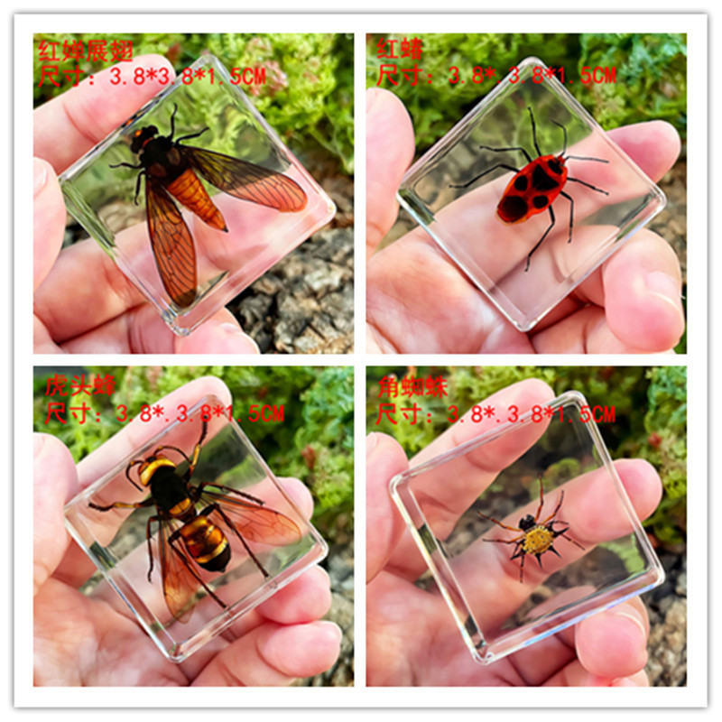 True Worm Small Animal Insect Specimen Resin Marine Animal Amber Specimen Scorpion Spider Ant Crab Scarab