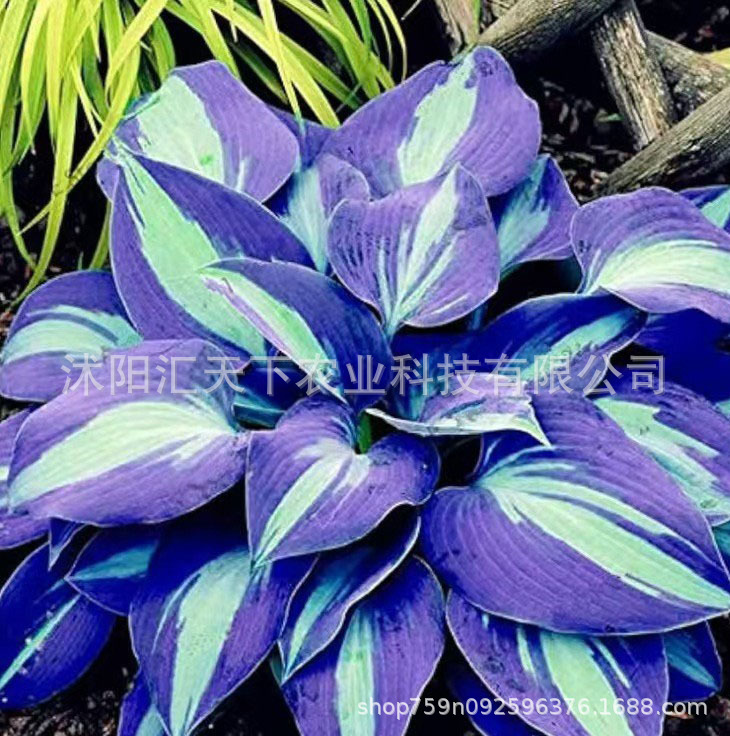 [Cross-Border Supply] Colored Leaf Jade Hairpin Flower Seeds, Jade Flower Seeds, Potted Flower Seeds, White Crane Flower Jade Flower Seeds