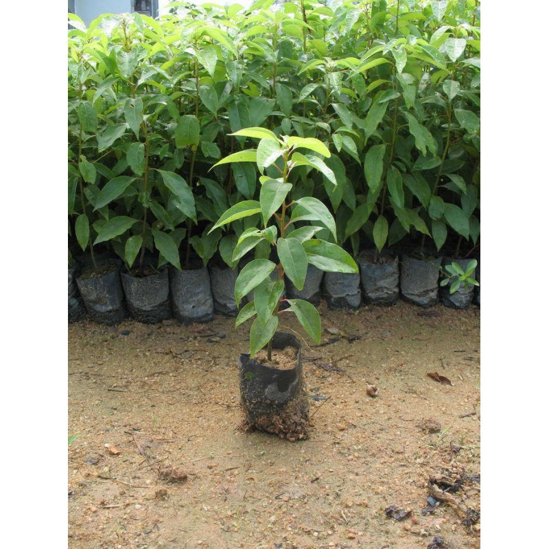 Camphor Saplings, Greening Seedlings, Mosquito Repellent, Evergreen All Year Round, Small-Leaf Camphor, Potted Ground Planting, Camphor Saplings