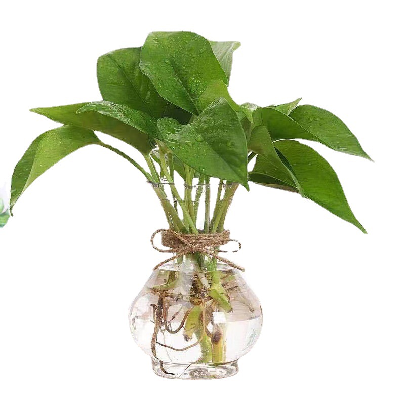 Thickened plastic hydroponic plant vase Hyacinth green radish copper money grass rich bamboo hydroponic bottle seed ball hydroponic bottle