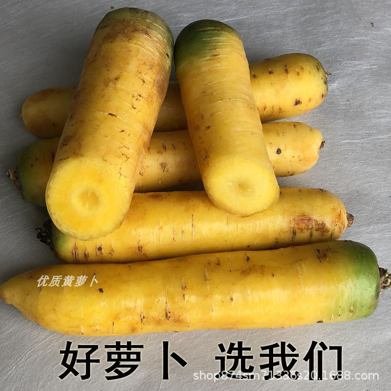 Fresh Yellow Radish from Yuncheng, Shanxi, Original Origin, Xinjiang Flavor, Farm 50kg Free Shipping
