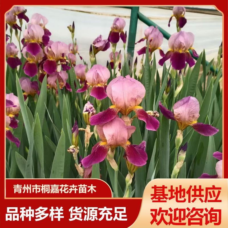 Aquatic Plant Yellow Iris Base Supplies Various Irises, Blue Butterfly Flat Bamboo Flowers, German Iris Flowers