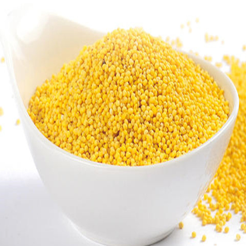 Fresh Millet, Yellow Millet 500g/ 0.5kg, Direct Supply of Season, New Capsuless and Full Capsuless, Paired with Multigrain Porridge