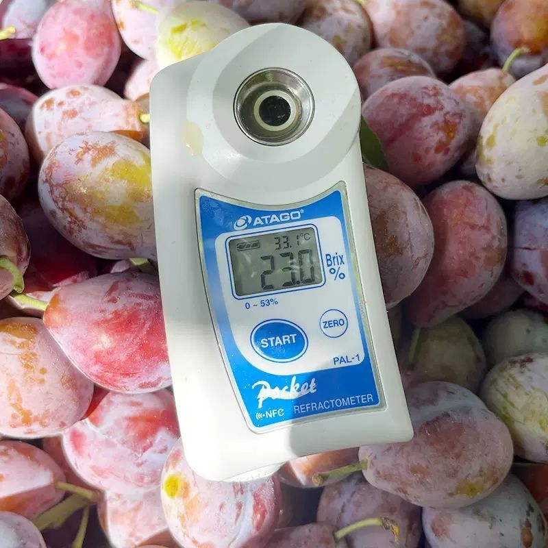 Xinjiang Prunes Kashgar French Prunes Large Fresh Seasonal Whole Box Sweet Plums Plums Supplementary Food Freshly Picked Wholesale