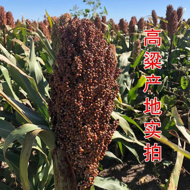 When the season new goods northeast red sorghum with skin sorghum brewing vinegar raw materials red sorghum sorghum rice a generation of hair