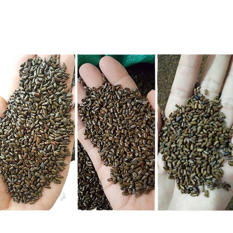 Cassia seed children's toy beach pillow filling agricultural products fried cassia seed tea bulk wholesale manufacturers in stock