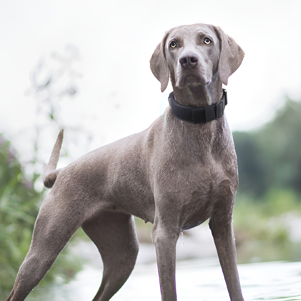 Amazon new pet collar explosion-proof tactical collar can hold dog collar dog chain in stock wholesale