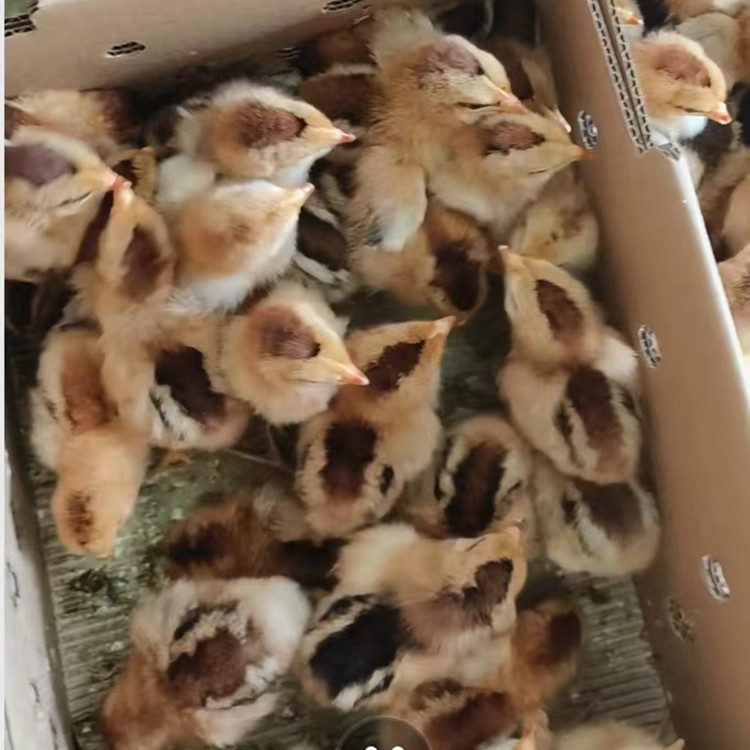 Incubation Farm Wholesale Lingshan Chicken Male Seedlings Live Out of the Shell Red Feathered Chicken Chicks Rural Free-Range Running Pheasant Castrated Chicken