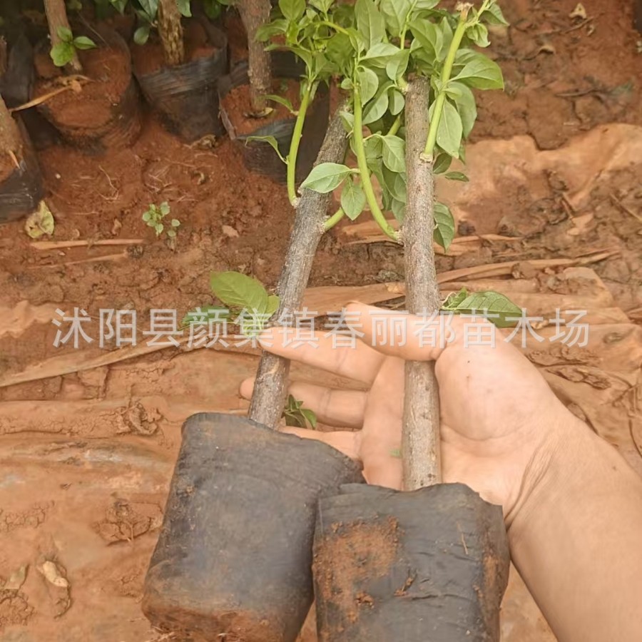 Wholesale Engineering Seedlings, Economical Reforestation, Double-Flowered Bougainvillea Potted Seedlings with Flowers, Bougainvillea Seedlings Blooming in All Seasons