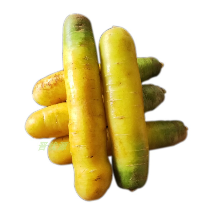Fresh Yellow Radish from Yuncheng, Shanxi, Original Origin, Xinjiang Flavor, Farm 50kg Free Shipping