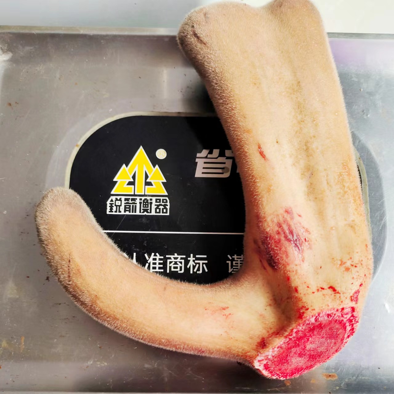 Jilin plum blossom deer antler whole branch fresh antler fresh first crop two bars can be cut with knife slice wine brewing soup medicinal materials