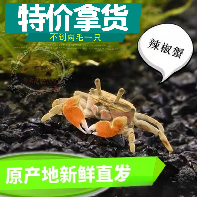 Чили краб, маленький краб, маленькая рыба, улитка, товары для торговых точек, краб, черепаха, краб, декоративная рыба, общий краб, питомец, бесплатная доставка