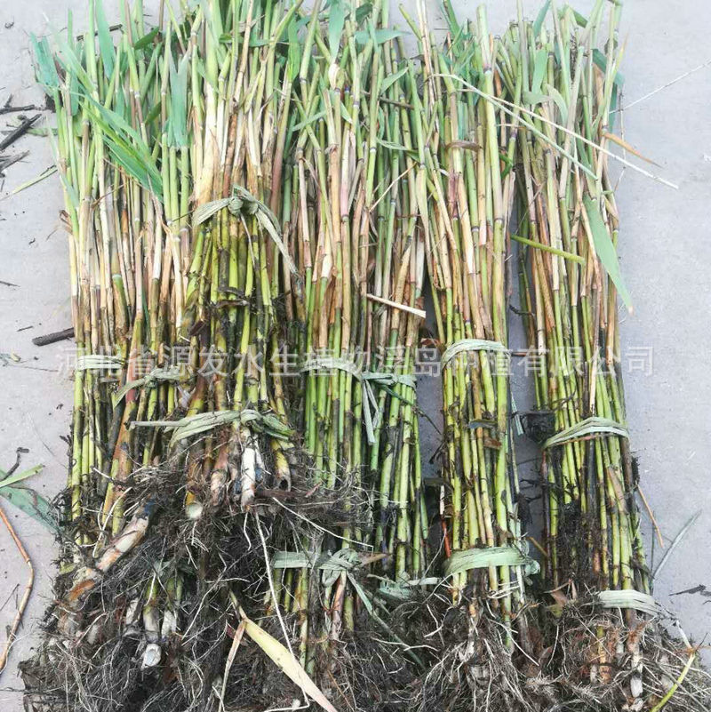Reed Planting Reed Price Lotus Water Lily Ecological Floating Island Bitter Grass Various Aquatic Plant Bases
