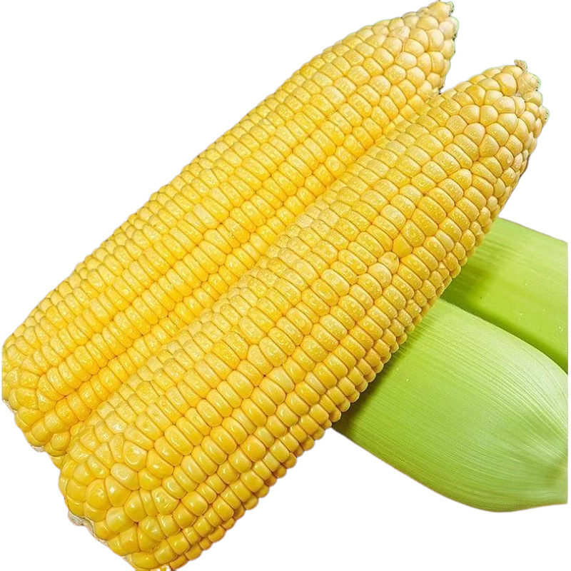 Свежая сладкая кукуруза из Юньнани, кукурузный початок, свежесобранная кукуруза