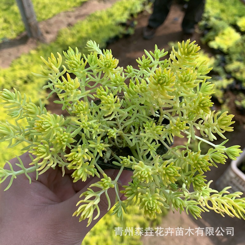Golden Leaf Sedum Grassland Plant Can Be Viewed in All Seasons Potted Courtyard Rockery Greening Qingzhou Grass Flower Base