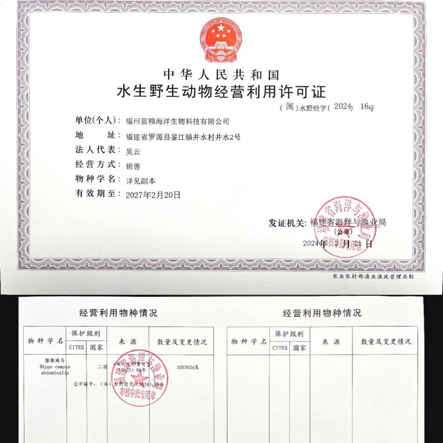 Stable Supply of Clear Water Seahorse Chinese Herbal Medicine Wholesale, Neat and Full, Natural Color, Shipped in Batches, Nourishing and Preferred