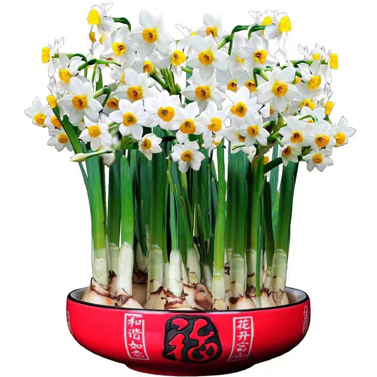 [Ball Seed] Perfume Lily Tulip Narcissus Saffron Evening Fragrance Jade Sword Orchid Lily of the Valley Grape Hyacinth Seed Ball
