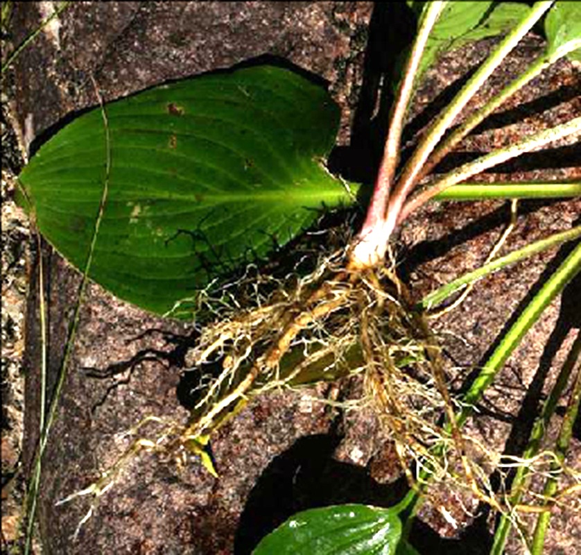 Hosta Flower Seedlings, Purple Flower Hosta Roots, White Flower Hosta, Municipal Greening Grass Flower, Hosta Flower Blooms in the Same Year and Is Easy to Survive
