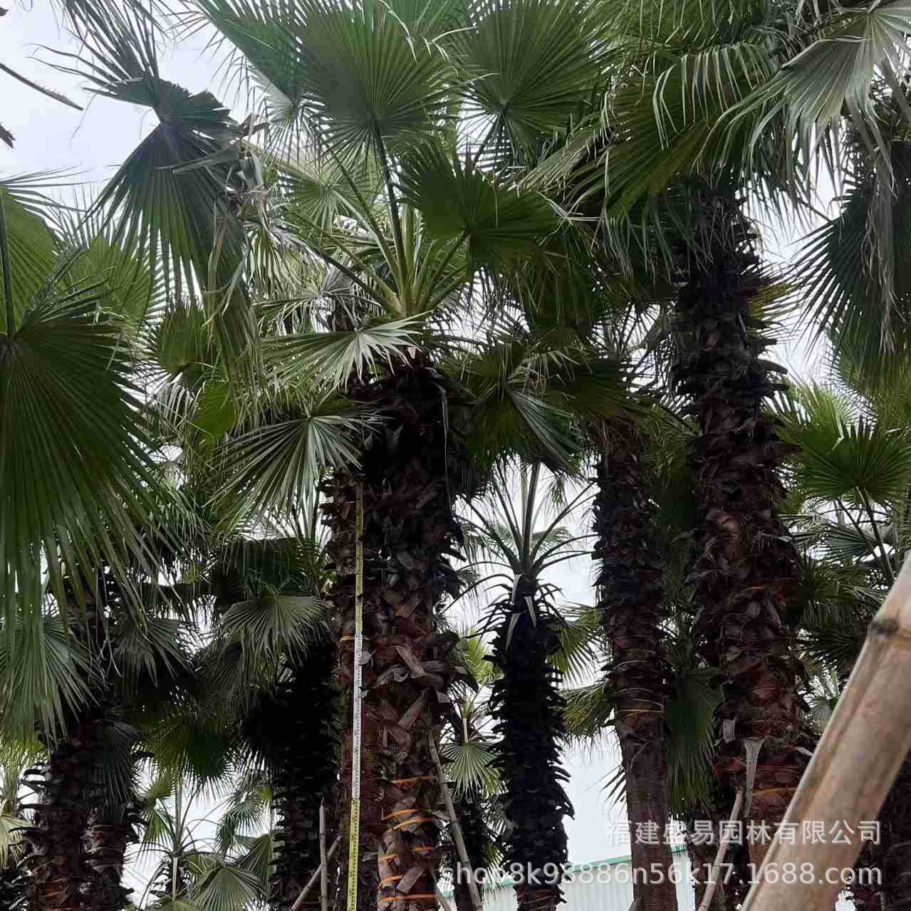 Fujian Curved Pole Old Man Sunflower Tree Jiangsu Washington Palm Tree Old Man Sunflower Washington Sunflower Wholesale Zhejiang Huazhou