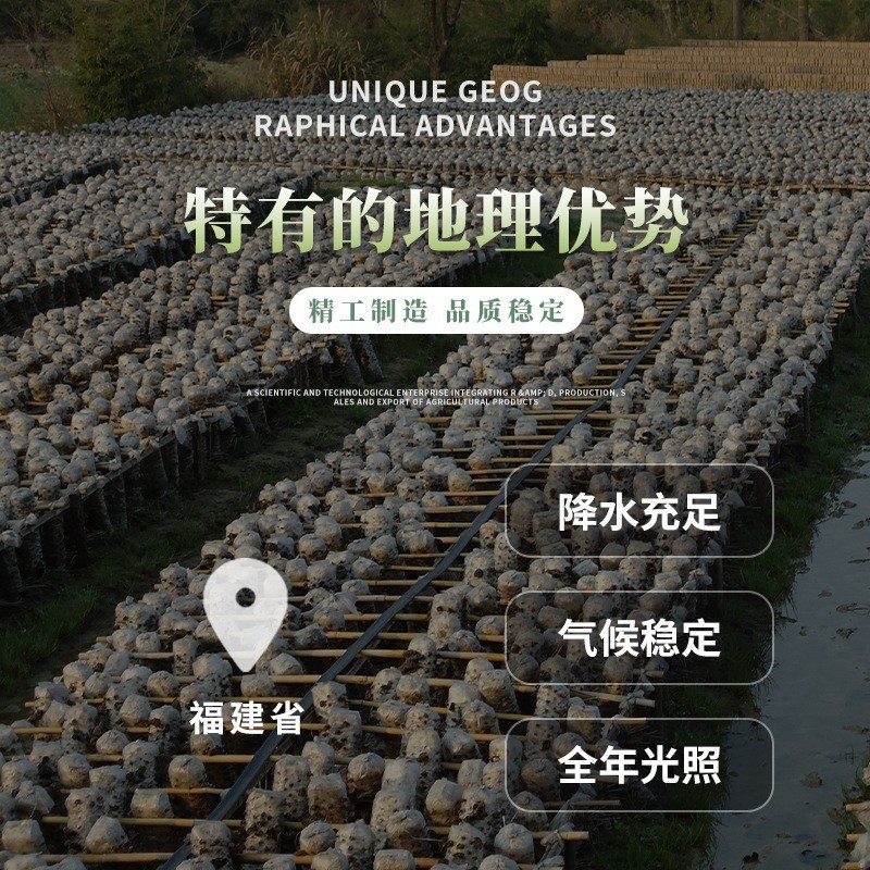 Gutian Dried Straw Mushroom Halves, Straw Mushroom Slices, Exported Straw Mushrooms, Clear Water Straw Mushroom Slices, Canned Straw Mushrooms