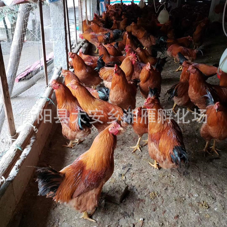 Guangxi Lingshan Native Chicken Seedlings Mixed with Hemp Feather Native Chicken Thin-Legged Yellow-Footed Cinnamon Chicken Green-Shelled Egg Chicken Free-Range Local Chicken