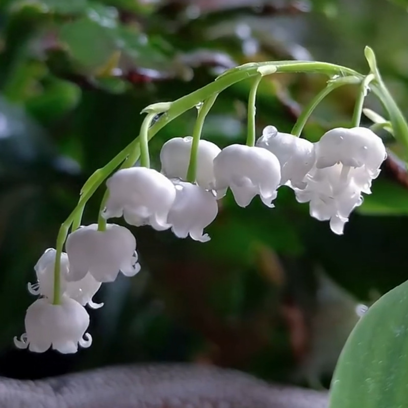 Lily of the Valley Seedlings with Buds Bloom Continuously in All Seasons. Lily of the Valley Bulbs Have Strong Fragrance and Are Perennial Balcony Flower Pots