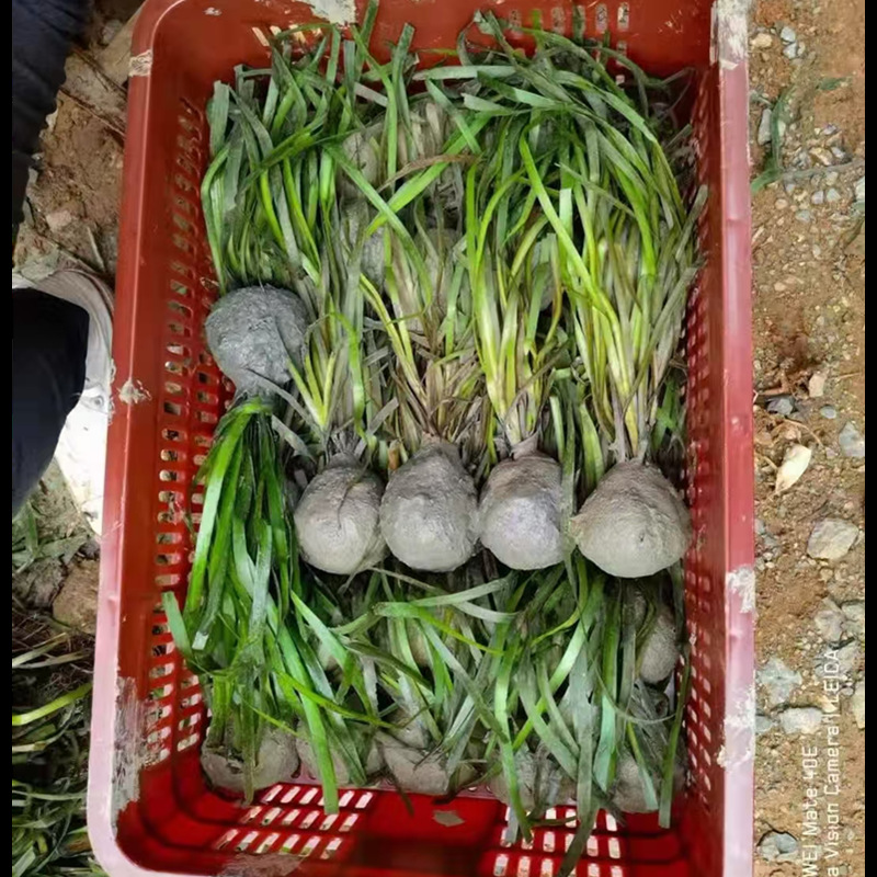 Bitter Grass Base Direct Sales Environmental Engineering Four-Season Evergreen Bitter Grass Purifies Water Quality Fish Pond Shrimp Pond Submersed Plant Bitter Grass