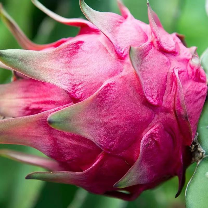 Guangxi Red Dragon Fruit, Domestically Grown, 2-3 Pounds, 2.5kg Fresh Fruit, Freshly Picked Red Dragon Fruit, One-Piece Wholesale