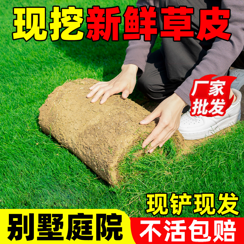 Газон с рулоном травы для дома и сада, озеленение круглый год, зеленая рожь, манильская трава, натуральная трава с почвой