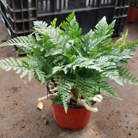 Wolf Tail Fern, Marshmallow Fern, Lace Fern, Rainbow Fern, Red Cover Scaly Fern, Fern Plant, Cold-Resistant Flower Mirror Plant