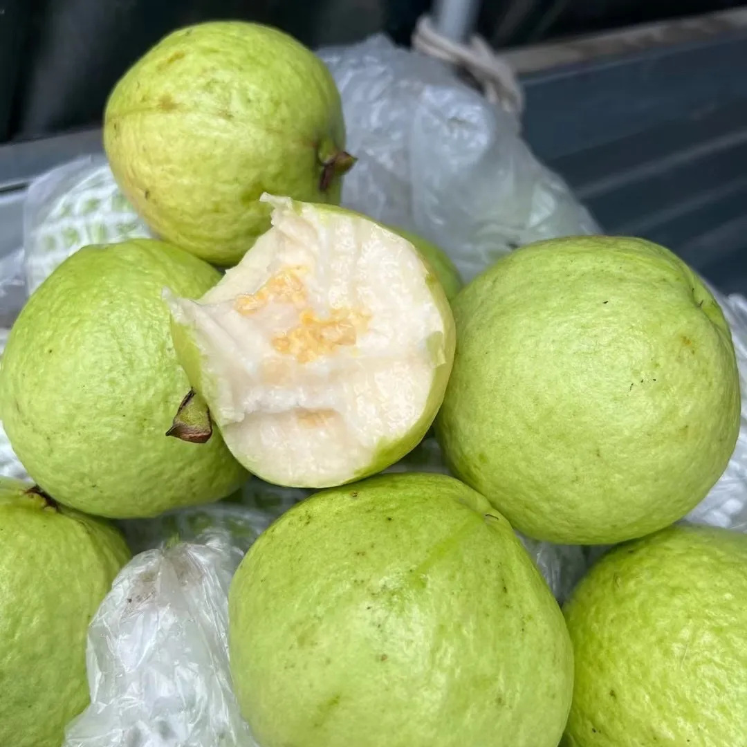 Fujian Guangxi Guangdong Red and White Double Guava Red Heart White Heart Guava Chicken Shit Fruit Double Guava Dropshipping