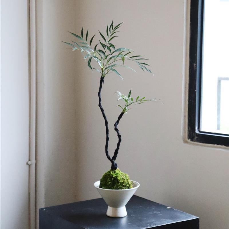 Sota Plant Moss Ball Potted Plant Top Ten Benefits Japanese Tea Table Bathroom Micro Bonsai Lazy Desktop Green Plant
