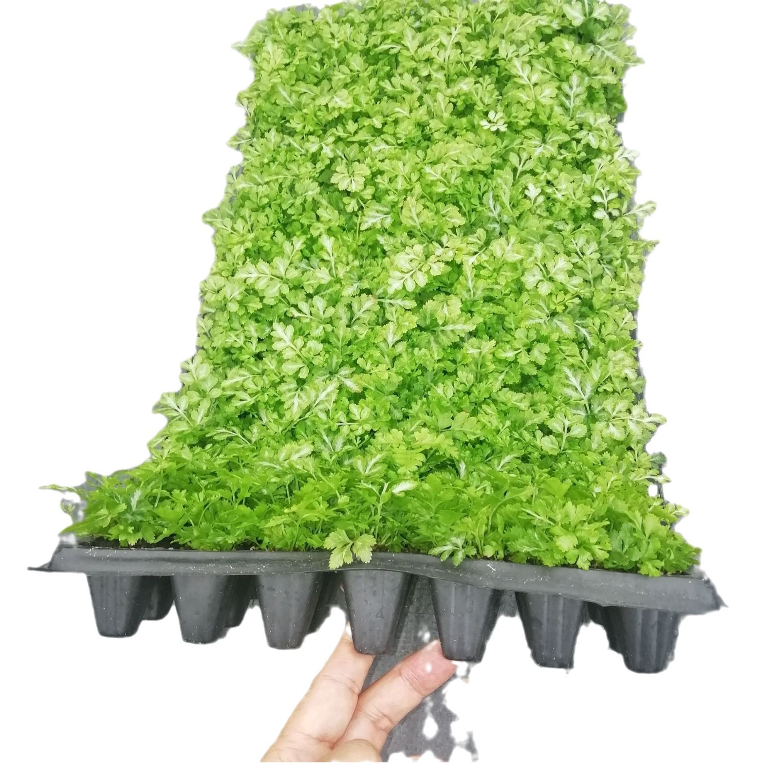 Source Manufacturer Supplies Indoor Green Plant Phoenix Tail Fern Xia Xue Silver Line Plug Seedling Base Flower Plant Seedlings Wholesale