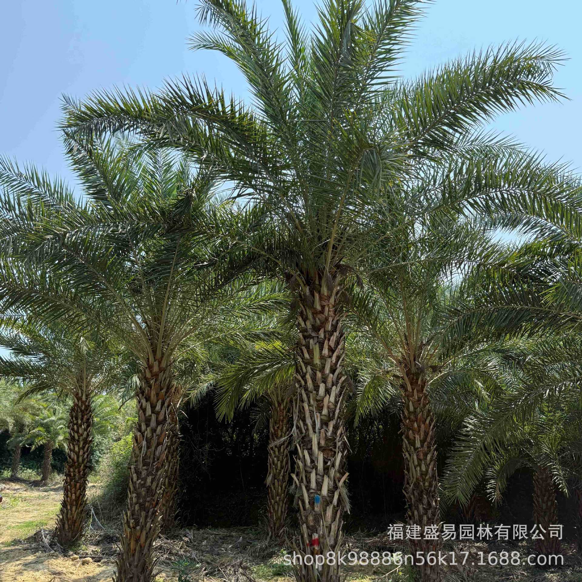 Transplanting Middle Eastern Sea Palm Quotation Hubei Middle Eastern Sea Palm Tree Anhui Silver Sea Palm Wholesale Jiangxi Silver Sea Palm Price