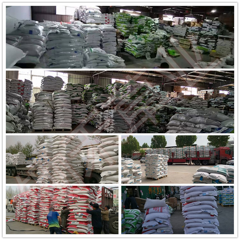 Cold-Resistant Dwarf Four-Season Green Lawn Grass Seeds Perennial Ryegrass Bermuda Dog ​​Tooth Net Seed Mixed Grass Seeds