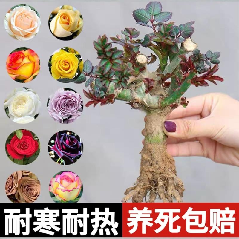 [Yunnan] Are the Old Rose Seedlings in Kunming Blooming in the Same Year? ?Large-Flowered Fragrant Rose Old Root Florals and Green Plants