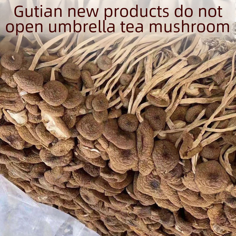 Unopened Tea Tree Mushroom Dried Goods Specialty Gutian Fujian Unopened Tea Tree Mushroom 500g Edible Mushroom Agricultural Products