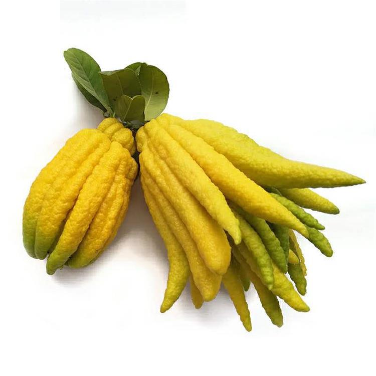 Freshly Picked Bergamot Fruit Raw Materials 1.5kg Free Shipping Citron Bergamot Fresh Fruit Five-Finger Orange Farm-Grown