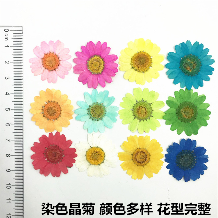 Crystal Chrysanthemum Daisy Dried Flower Embossed Flower Table Lamp Material Bag Real Flower Bookmark Gel Drop Mobile Phone Case Plant Specimen