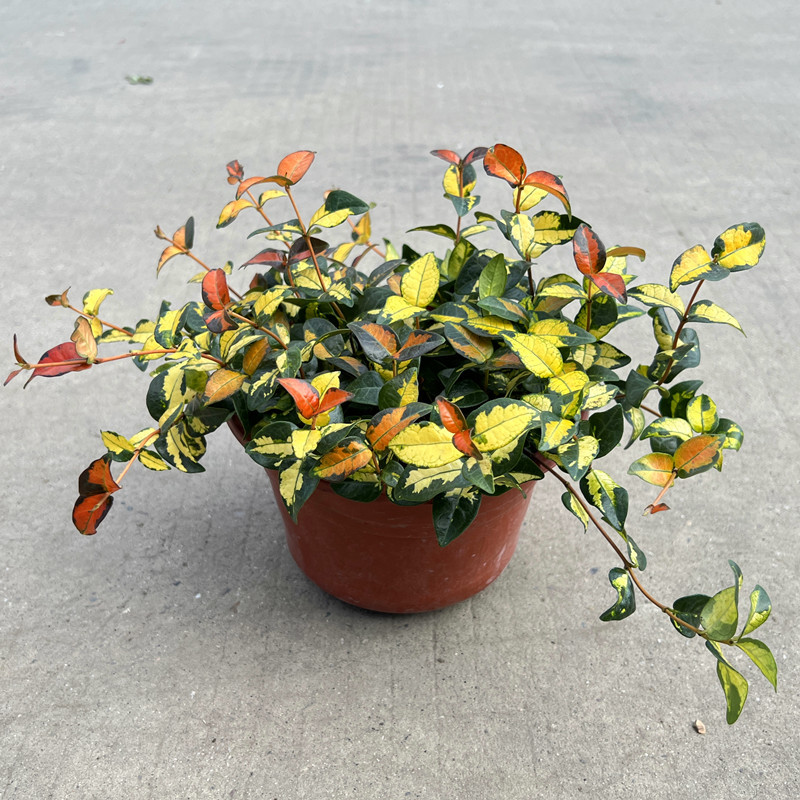 Flower and Leaf Trachelospermum Gold Trachelospermum 18cm Pot Colorful Leaf Trachelospermum Spider Plant Heat-Resistant and Cold-Resistant Florals
