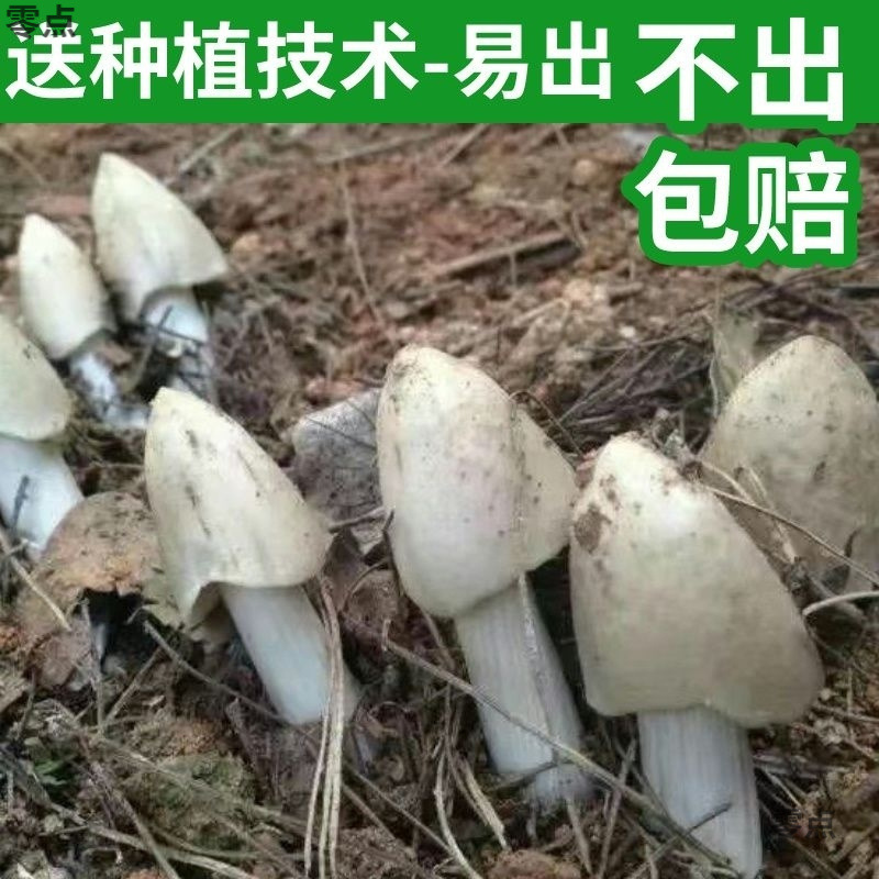 Yunnan Tricholoma Mushroom Strains for Home Cultivation in All Seasons, Tricholoma Strains for Home Cultivation, Edible Mushroom Strains, Free Shipping for One Piece