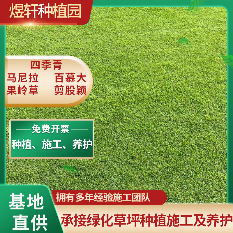 Suzhou Real Turf Lawn Courtyard Villa Greening Plant Manila Evergreen Green Lawn Green Plant Lawn
