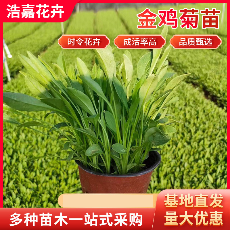 Саженцы кореопсиса в питательной чаше, цветочное море в живописной зоне, свежесрезанные многолетние цветы, крупноцветковые кореопсисы