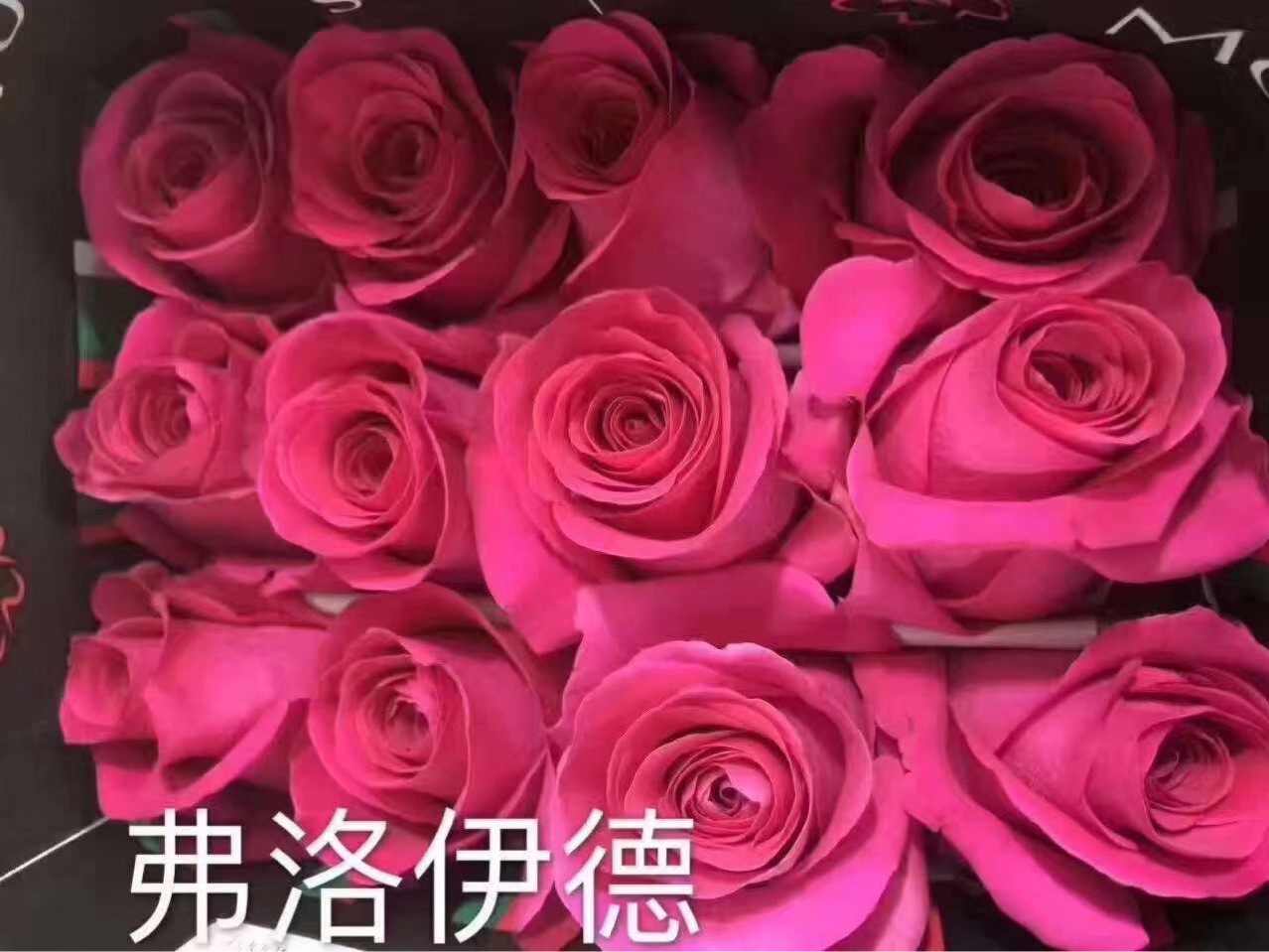 Yunnan Rose Fresh Cut Flower Seedlings Zixia Fairy Plateau Red Floyd Miss Pig Roselle Pride Seedlings