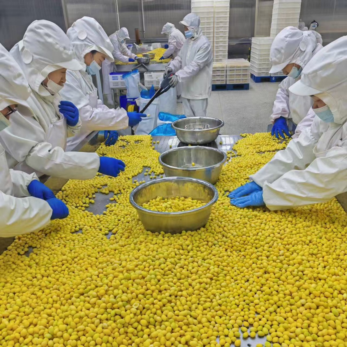 Замороженные гинкго орехи, гинкго орехи, замороженные гинкго орехи, полные экспортные квалификации, высококачественные гинкго орехи, экспортируемые в Японию и Южную Корею